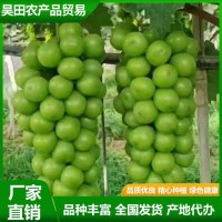 甜度高 晴王葡萄 果皮薄沒有澀味感 顏值比較高 昊田農(nóng)產(chǎn)品貿(mào)易