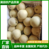 白皇冠梨大量供用中 當(dāng)季新鮮水果 汁多甘甜 肉質(zhì)細(xì)脆 昊田農(nóng)產(chǎn)品