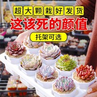 多肉植物批發(fā)帶托架帶花盆新手好養(yǎng)辦公室小盆栽綠植水培懶人植物