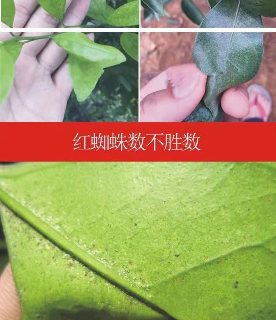 詳情10.jpg