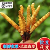 2023年新鮮冬蟲夏草西藏加查草批發(fā)青海果洛玉樹新鮮蟲草產(chǎn)地直發(fā)