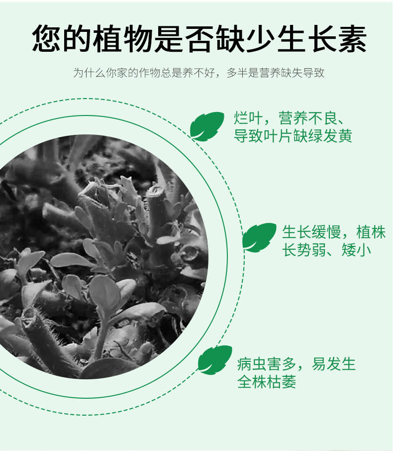 綠葉寶詳情_04.jpg