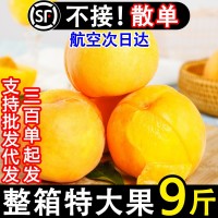 正宗蒙陰黃桃新鮮水果黃金蜜桃當(dāng)季孕婦甜脆桃子現(xiàn)貨整箱10斤包郵
