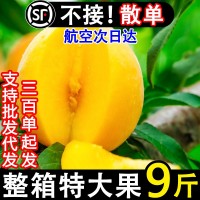 正宗蒙陰黃桃新鮮水果當(dāng)季孕婦黃金蜜桃甜脆桃子10斤現(xiàn)貨整箱包郵
