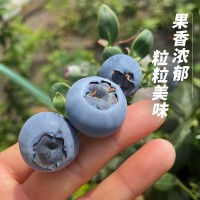丹東新鮮藍莓鮮果當季水果現(xiàn)摘現(xiàn)發(fā)孕婦水果整箱大果順豐一件包郵