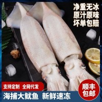 超大魷魚(yú)鮮活冷凍魷魚(yú)新鮮尤魚(yú)整只海捕船凍燒烤鐵板商用海鮮水產(chǎn)