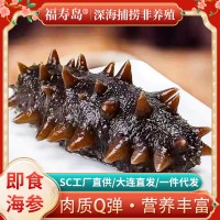 大連野生即食海參底播遼刺參肉質(zhì)鮮美500g海參開袋即食非干貨海參