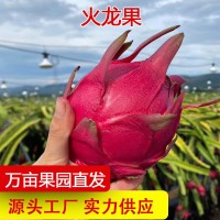 海南紅心火龍果5斤新鮮應(yīng)當(dāng)季熱帶水果金都一號大果紅肉整箱