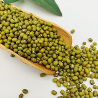 豆芽專用綠豆大顆粒綠豆芽豆鸚哥綠豆出口級(jí)品質(zhì)綠豆原糧五谷雜糧
