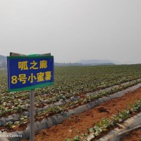 香甜新鮮紅薯地瓜 呱之廊小蜜薯 口感純正營養(yǎng)美味 貨源充足