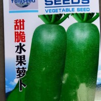 蔬菜種子批發(fā) 甜脆水果蘿卜 根肉淺綠色 品質優(yōu) 晚秋 7克