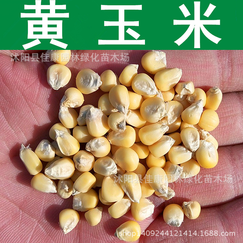 黃玉米_副本