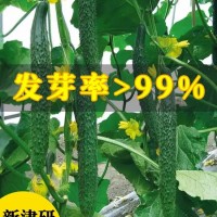 新津研七號黃瓜種籽蔬菜種孑農(nóng)家春秋季自用有機高產(chǎn)種子四季大全