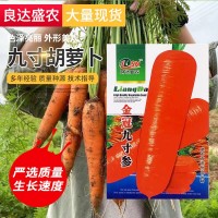 批發(fā)九寸胡蘿卜種子水果紅蘿卜生吃脆甜春秋季四季高農(nóng)家蔬菜種籽