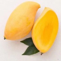 【一件代發(fā)】云南鷹嘴芒新鮮水果整箱芒果10斤當(dāng)季水仙金煌大青皮