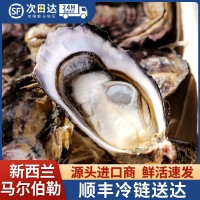 新西蘭進口馬爾伯勒生蠔鮮活生蠔大量批發(fā)西餐廳蠔吧酒店直供新鮮