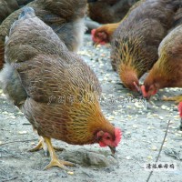 廠家直銷正宗清遠(yuǎn)麻母雞苗天翔麻母雞苗麻母雞苗放養(yǎng)本地土雞母苗