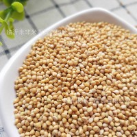 谷子批發(fā)帶殼小米黃谷子虎皮牡丹玄鳳中小型鸚鵡文鳥鳥糧鳥食谷子