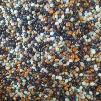 五色黍子批發(fā)帶殼黃米虎皮鸚鵡寵物鳥食25kg新黍子