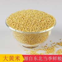 東北大黃米批發(fā)黏糕米去殼新黍子米包粽子米大顆粒粘黃米25kg