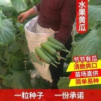 無刺水果黃瓜種子 荷蘭進(jìn)口水果黃瓜種籽 小黃瓜乳瓜子種全國包郵