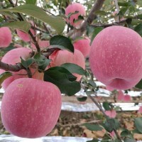 紅富士蘋(píng)果新鮮新鮮水果產(chǎn)地直供批發(fā)脆甜多汁【一件代發(fā)包郵】