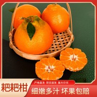 四川中江春見耙耙柑粑粑柑橘子甜當(dāng)季整箱新鮮水果桔子包郵甜美