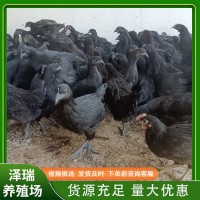 散養(yǎng)綠殼黑蛋雞五黑一綠雞苗五黑蛋雞 小雞苗養(yǎng)殖出售活體五黑雞