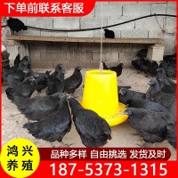 山東發(fā)貨脫溫土雞苗 產(chǎn)蛋高的綠殼蛋雞苗 烏骨土雞五黑一綠雞苗價(jià)