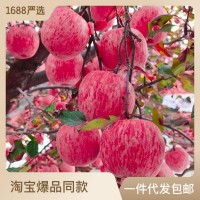 【脆甜多汁】山東煙臺紅富士蘋果生鮮水果新鮮應(yīng)季脆甜整箱批發(fā)