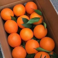 橙子臍橙超甜紐荷爾手剝橙孕婦當季新鮮水果批發(fā)包郵廠家批發(fā)