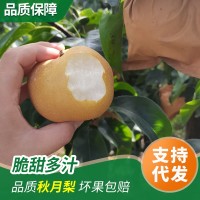 山東煙臺秋月梨自家果園新鮮采摘豐水梨圓黃南水梨水果脆甜一件批