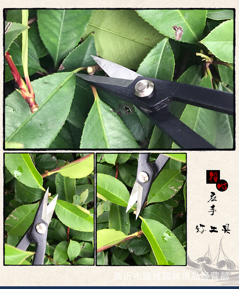 055芽-A_06.jpg