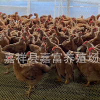 脫溫紅玉公雞苗九斤紅雞苗價(jià)格 孵化場(chǎng)大量供應(yīng)大紅公雞幼苗活體