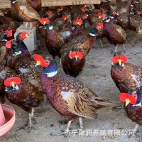 廠家供應(yīng)散養(yǎng)七彩山雞幼苗活體 脫溫半斤山雞苗成年山雞苗批發(fā)價(jià)