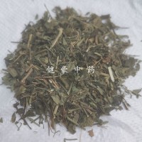 批發(fā)供應(yīng)冷背中藥材雞娃草 雞洼草別名藍(lán)雪草、小藍(lán)雪草 刺磯松