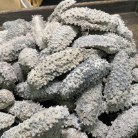 腰參 深海天然海參 墨西哥腰參南美腰參肥子參淡干海參干貨