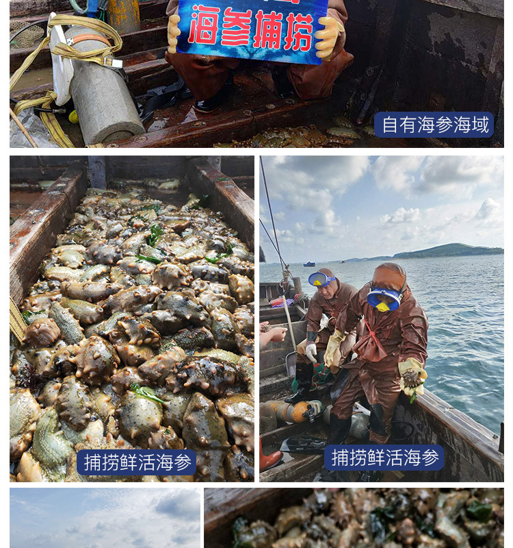 姚志強(qiáng)王靜靜+詳情套版5淡干海參鏈接3_08.jpg