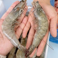 白蝦凈重3斤厄瓜多爾大蝦青蝦批發(fā) 新鮮食材冷凍擺攤大小飯店供貨