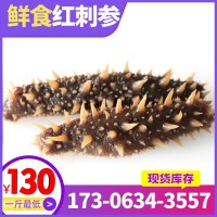 【工廠直供】阿拉斯加即食500g進(jìn)口海參美國紅參現(xiàn)貨批發(fā)