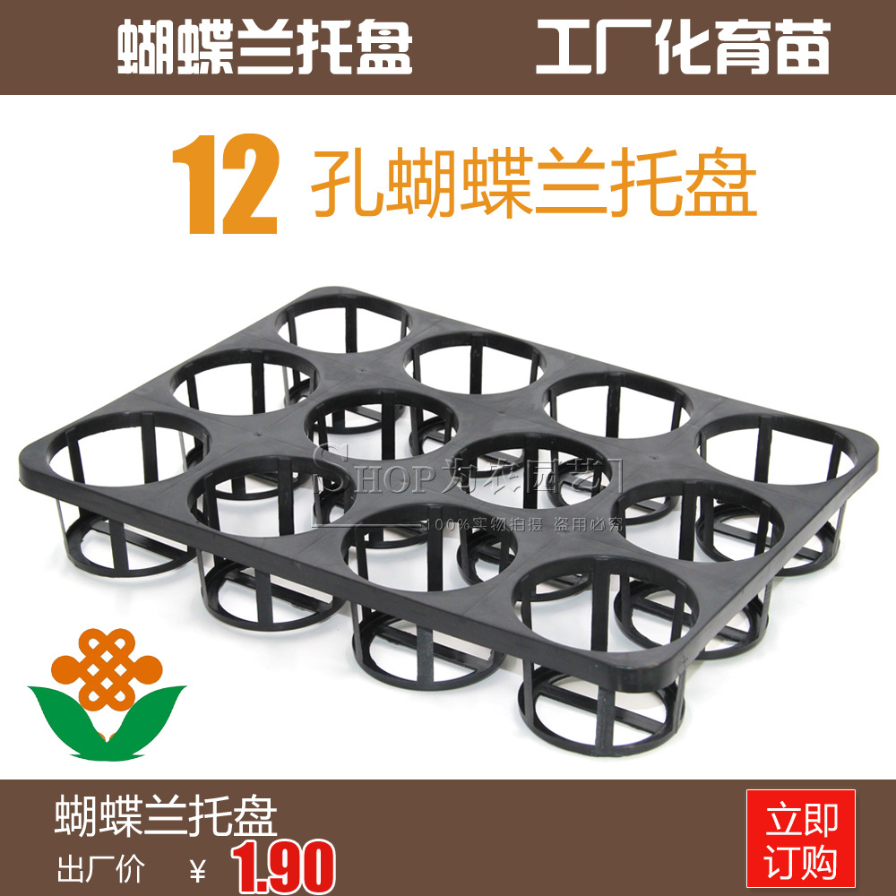 蝴蝶蘭 拷貝