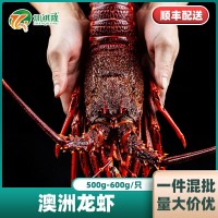 波士頓龍蝦澳州紅龍鮮活超大冰鮮大龍蝦波龍青龍450-500g/只