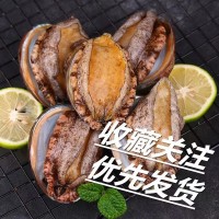 【特大號】鮮活大鮑魚新鮮冷凍個大鮮活海捕超大野生非鮑魚干活體