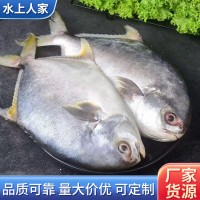 【純野生】批發(fā)冷凍400g大金昌魚平新鮮金鯧魚鮮活魚海深海海鮮