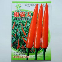大果朝天椒椒多多二號耐高溫硬果高產(chǎn)辣椒種子小米辣單生朝天椒