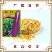 馮子龍種苗廠家直售批零大田基地大棚四季種植 常規(guī)紫紅長茄種子