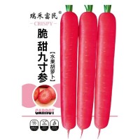 胡蘿卜種子脆甜九寸參水果胡蘿卜蔬菜種子三紅九寸參夏秋季蔬菜籽