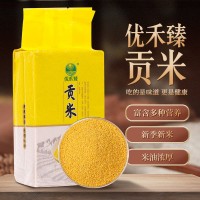 農(nóng)家小米貢米批發(fā) 新季新米金黃锃亮健康米營養(yǎng)豐富月子早餐粥