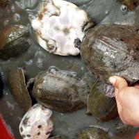 甲魚7-9兩外塘冷水小甲魚苗中華鱉苗養(yǎng)殖鹵味王八童子鱉水魚批發(fā)