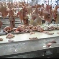 供應(yīng)殺雞燙毛脫毛機(jī) 宰雞自動(dòng)打毛機(jī)生產(chǎn)線設(shè)備 廠家直銷